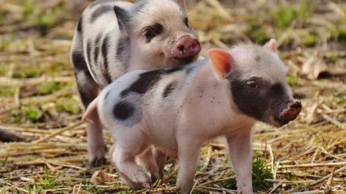 В Чехии впервые зафиксирована африканская чума свиней