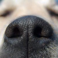 Собак научат определять коронавирус у людей