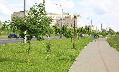 Сколько деревьев ежегодно высаживают в Гродно?
