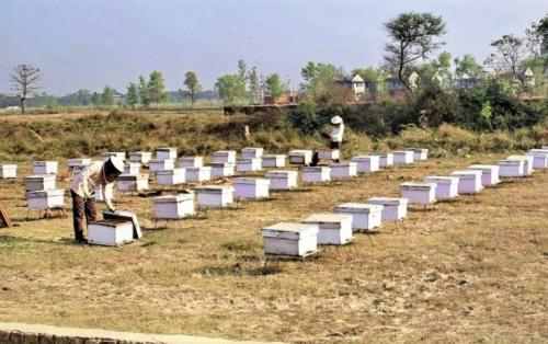 Пчелиный туризм в Непале