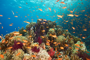 Red Sea coral with fish