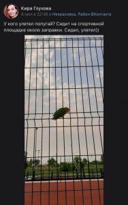 Попугая заметили на спортивной площадке в Некрасовке