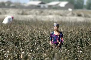 girl in a cotton field in Uzbekistan