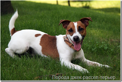 В Петербурге домашняя собака напала на младенца