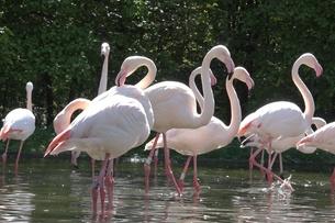 Flamingoes in water at Bern zoo