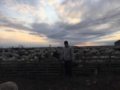 В прикутанных хозяйствах Гергебильского района идет пересчет поголовья овец.