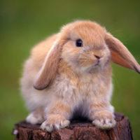 Кролики оказались наиболее восприимчивы к коронавирусу