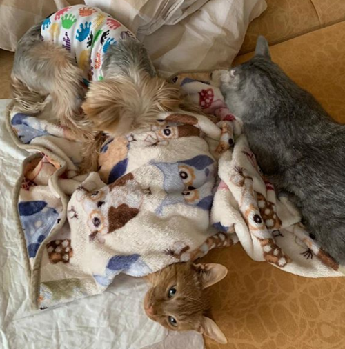 собака, кот, коты, одеяло, питомцы