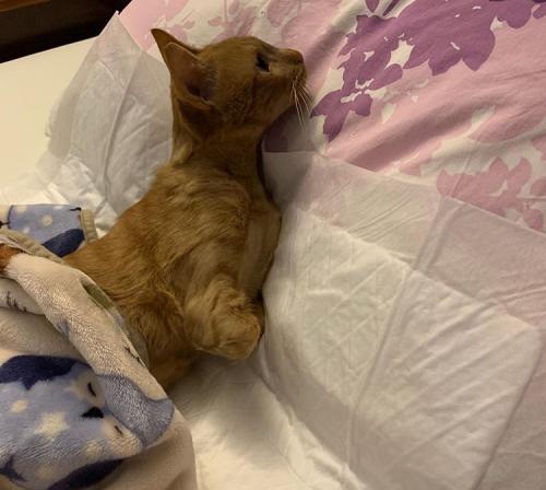 подушка, кот, одеяло, пеленка